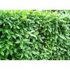 ligustrum vulgare atrovirens 097717400 1154 14122017