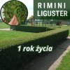 Liguster Rimini1