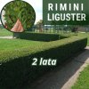 Liguster Rimini2
