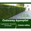 Cudowny żywopłot – dwuletnia sadzonka z gołym korzeniem – opakowanie 50 sztuk