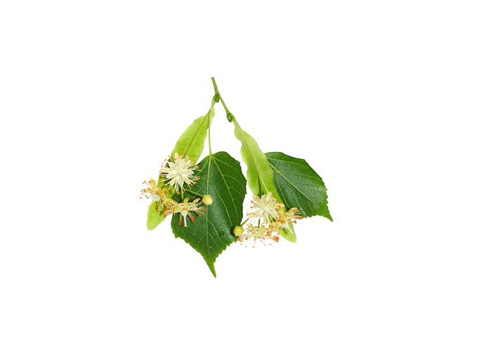 Tilia kvet