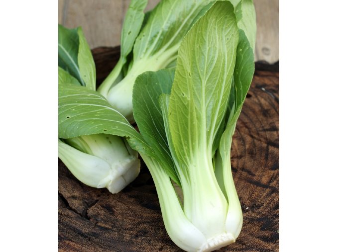 pak choi chifu f1 brassica rapa chinensis osivo pak choi 50 ks