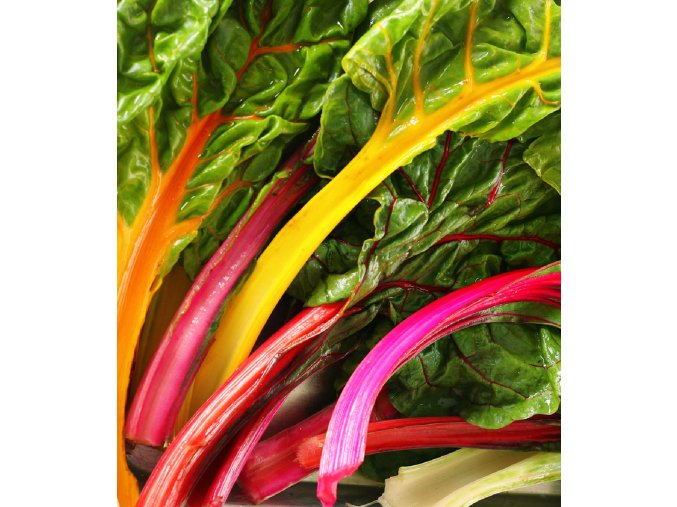 bio mangold duhovy beta vulgaris semena mangoldu 45 ks