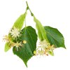 Tilia kvet