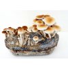 Obr. 2 polnicka topolova fot 1