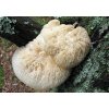 koralovec jezaty hericium erinaceus 2