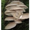 Pleurotus ostreatus Pleurote en huître cropped